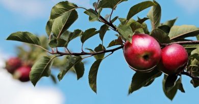 Guide til beskæring af æbletræ