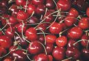 Årets bedste høst: Smag på vores kirsebær